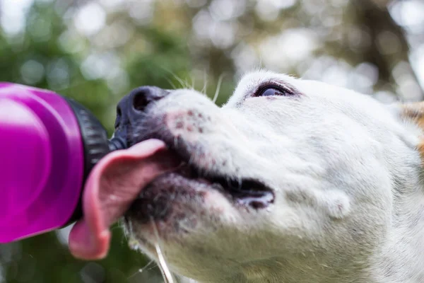 Dog drinking water from a bottle. Enjoying in the public park, outdoors