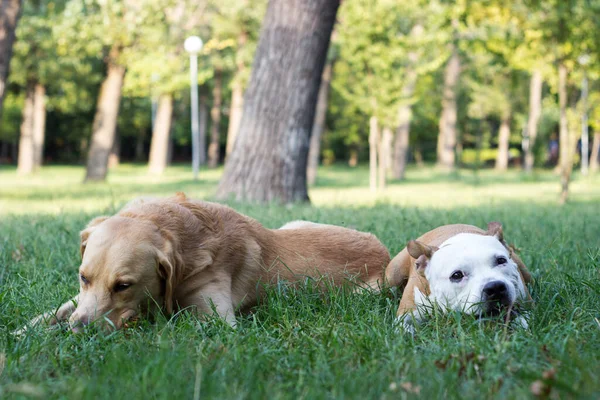 ラブラドールレトリバーとスタッフォードシャーのテリア犬 肖像画 晴れた日 公園で遊んでいる二人の幸せな犬の友人 — ストック写真