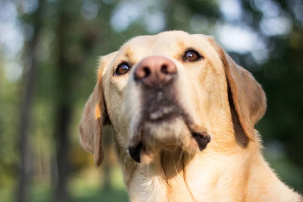 美丽的拉布拉多猎犬在公园里 阳光灿烂 — 图库照片