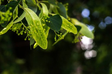 Spring background with fresh green leaves. Sun and leaves, Nature background