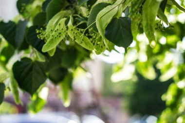 Spring background with fresh green leaves. Sun and leaves, Nature background