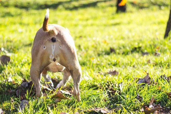 Perro Mascota Feliz Parque Público Cavar Agujero — Foto de Stock