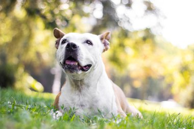 Sarkık kulaklı mutlu bir köpek başka tarafa bakıyor ve gülümsüyor.