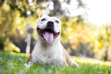 Sarkık kulaklı mutlu bir köpek başka tarafa bakıyor ve gülümsüyor.