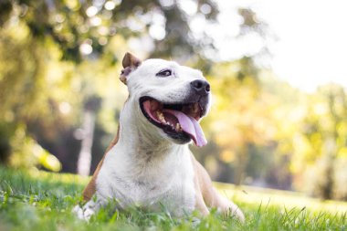 Sarkık kulaklı mutlu bir köpek başka tarafa bakıyor ve gülümsüyor.