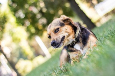 Küçük şirin melez köpek.