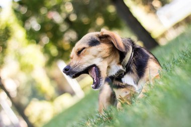 Küçük şirin bir köpeğin esneme portresi.