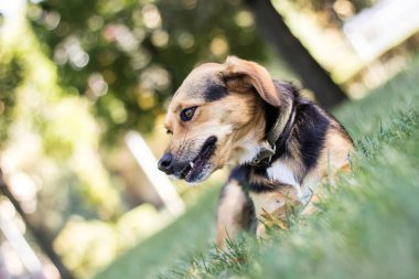 Küçük şirin melez köpek.
