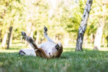 Köpek tarlada oyun oynuyor ve sırt üstü yatıyor. Halk parkında, açık havada eğleniyor. Köpeğin alerjisi var.