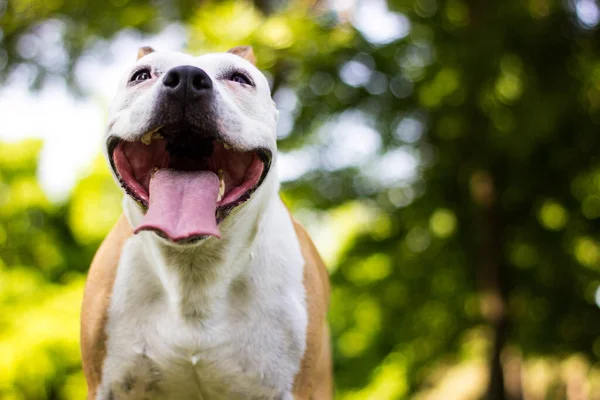 A happy dog with floppy ears looking up at the camera and smiling