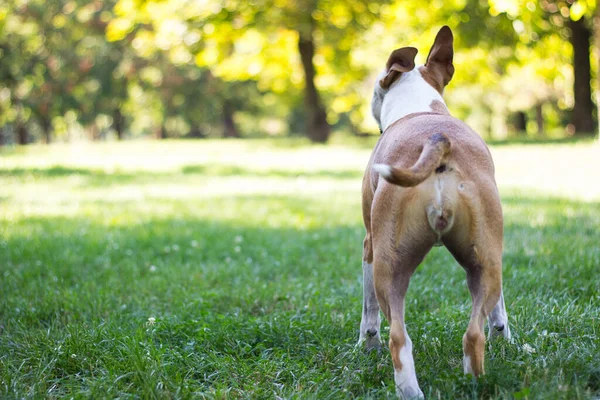 Счастливая Собака Общественном Парке — стоковое фото
