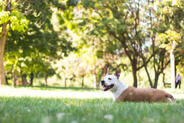 A happy dog with floppy ears looking away and smiling