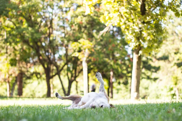 Cão Brincando Deitado Costas Campo Desfrutando Parque Público Livre Cão — Fotografia de Stock