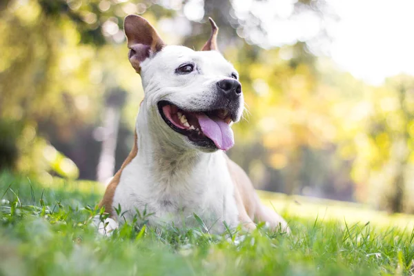 A happy dog with floppy ears looking away and smiling