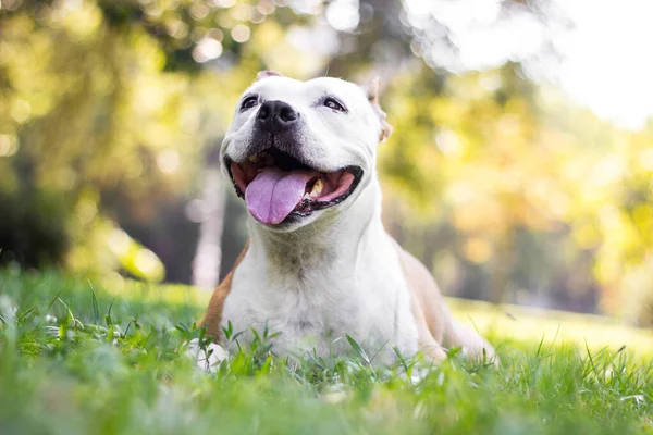 Cão Feliz Com Orelhas Flexíveis Olhando Para Longe Sorrindo — Fotografia de Stock