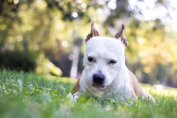 Dog eat grass. Sweet dog lying down, in the park