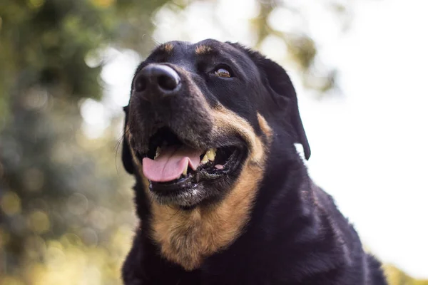 Portrait Mixed Breed Dog Yellow Fields — Stock Photo, Image