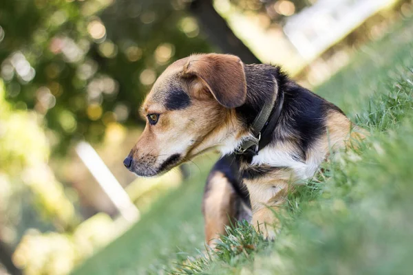 Küçük şirin melez köpek.