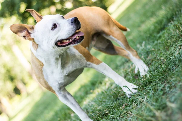 Cão Feliz Com Orelhas Flexíveis Olhando Para Câmera Sorrindo — Fotografia de Stock