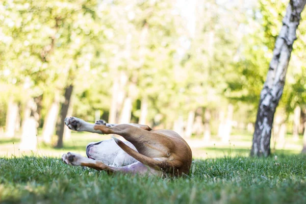 Dog playing and laying on his back in a field. enjoying in the public park, outdoors. Dog has an allergy problem