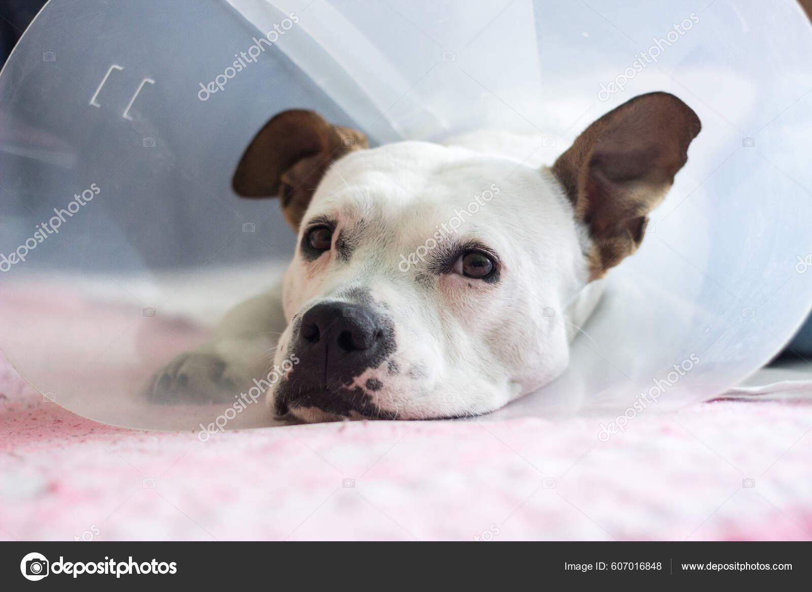 At home dog hot sale cone