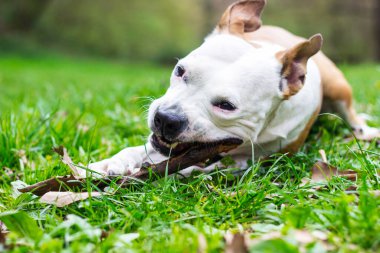 Köpek yere uzanmış, odun çiğniyor.