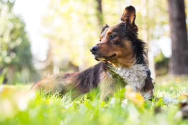 Şehir parkındaki sevimli yalnız köpek.