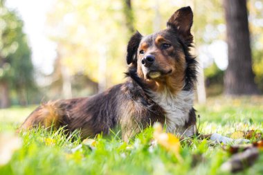 Şehir parkındaki sevimli yalnız köpek.