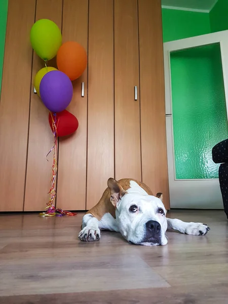 Cute dog celebrating a birthday with colorful balloons