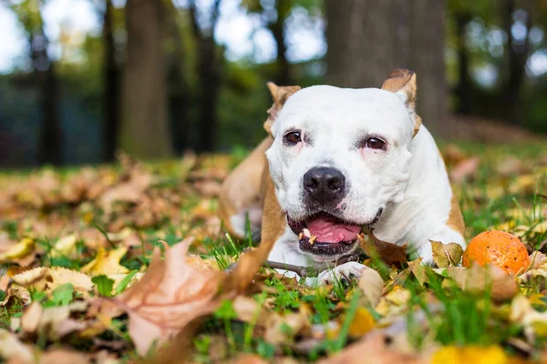 Pies Leżący Żujący Drewniany Kij Parku — Zdjęcie stockowe