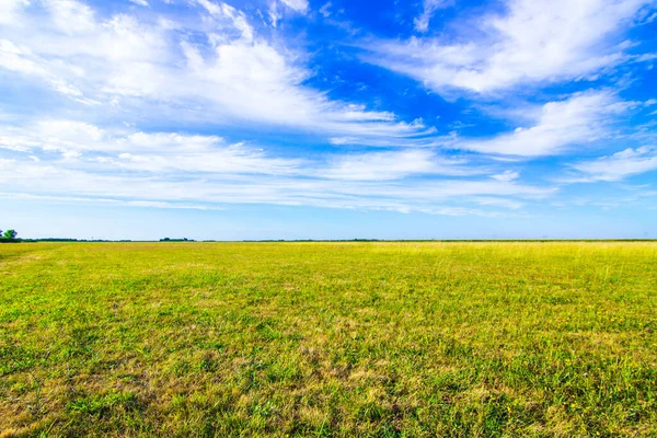 Field of green grass and blue sky in summer day