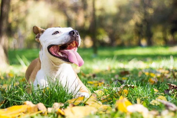 Hond Onder Geel Gevallen Herfstbladeren — Stockfoto