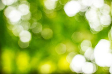 Sonbahar mevsimi panoramik sahnesinde, ulus parkındaki ağaç ormanının soyut yeşil yaprakları.