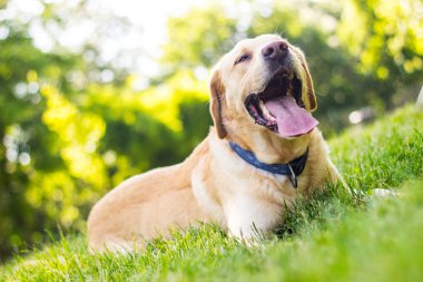 Sadık Labrador Retriever Dog yeşil bir arka bahçede. Güneşli bir gün