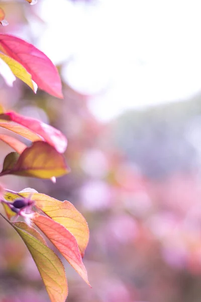Frisches Laub Herbsttag Frisch Gelbe Blätter Hintergrund — Stockfoto