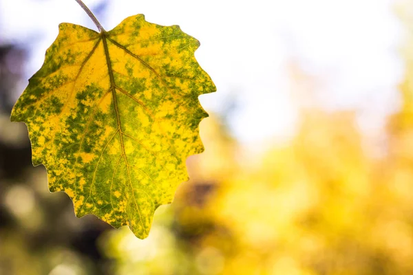 Hoja Amarilla Con Rayos Sol Brillando Través Concepto Otoño — Foto de Stock