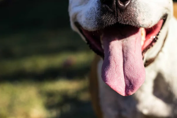 Close-up of a happy dog mouth in a green garden