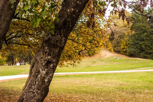 Красочный Осенний Лес Красивые Пейзажи Городского Парка — стоковое фото