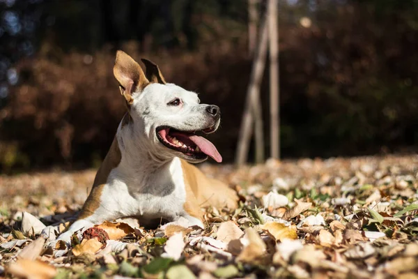 Πορτρέτο Του Σκύλου Στο Πάρκο Φθινόπωρο Κίτρινη Χρυσή Φθινόπωρο Πτώση — Φωτογραφία Αρχείου