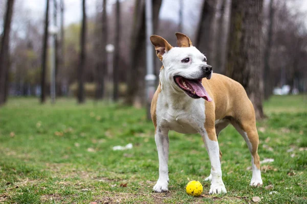 Портрет Собаки Осінньому Парку Жовтий Золотий Осінній Концепт — стокове фото