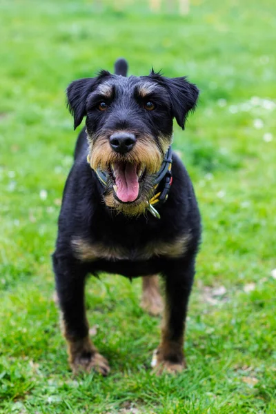 Portrait Petit Chien Ludique Dans Parc Public — Photo