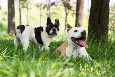 Halk parkında iki sevimli köpek oynuyor.