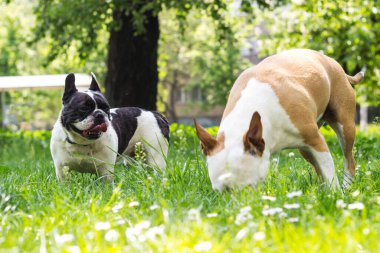Halk parkında iki sevimli köpek oynuyor.