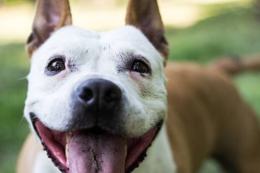 Mutlu bir köpek dışarıda vakit geçirir.