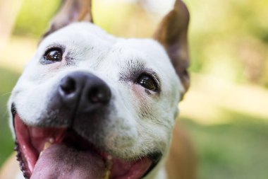 Mutlu bir köpek dışarıda vakit geçirir.