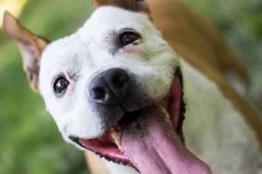 Mutlu bir köpek dışarıda vakit geçirir.