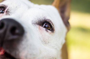 Mutlu bir köpek dışarıda vakit geçirir.