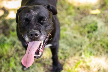 Karışık cins köpekler kocaman gülümser.