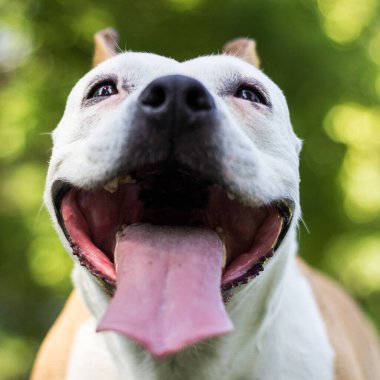 Mutlu bir köpek dışarıda vakit geçirir.