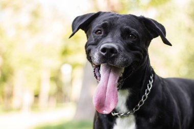 Karışık cins köpekler kocaman gülümser.